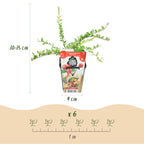 Blauwe Bes - Vaccinium macrophylla Early Black, groene bladeren
