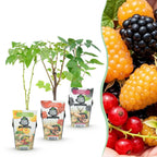 Fruitplanten tricolour mix, rode bes, gele framboos en zwarte braam, kenmerkend blad