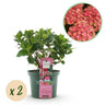 Hortensia