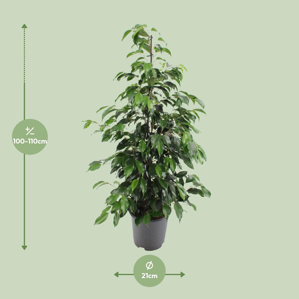Ficus benjamina Danielle, detail van het blad