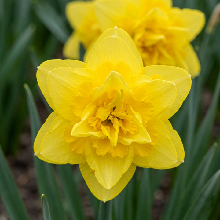 Gevulde narcis &