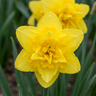 Gevulde narcis 'Golden Ducat' bloembollen, geel