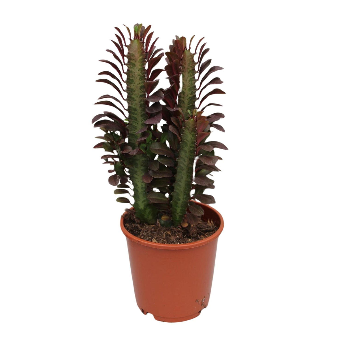 Euphorbia Trigona Rubra, detail van het blad