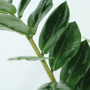 2x Zamioculcas Zamiifolia - Emerald palm