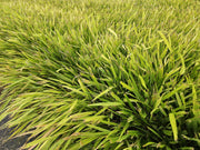 Hakonechloa macra