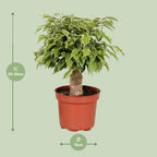 Detailfoto van Ficus Benjamina Kinky