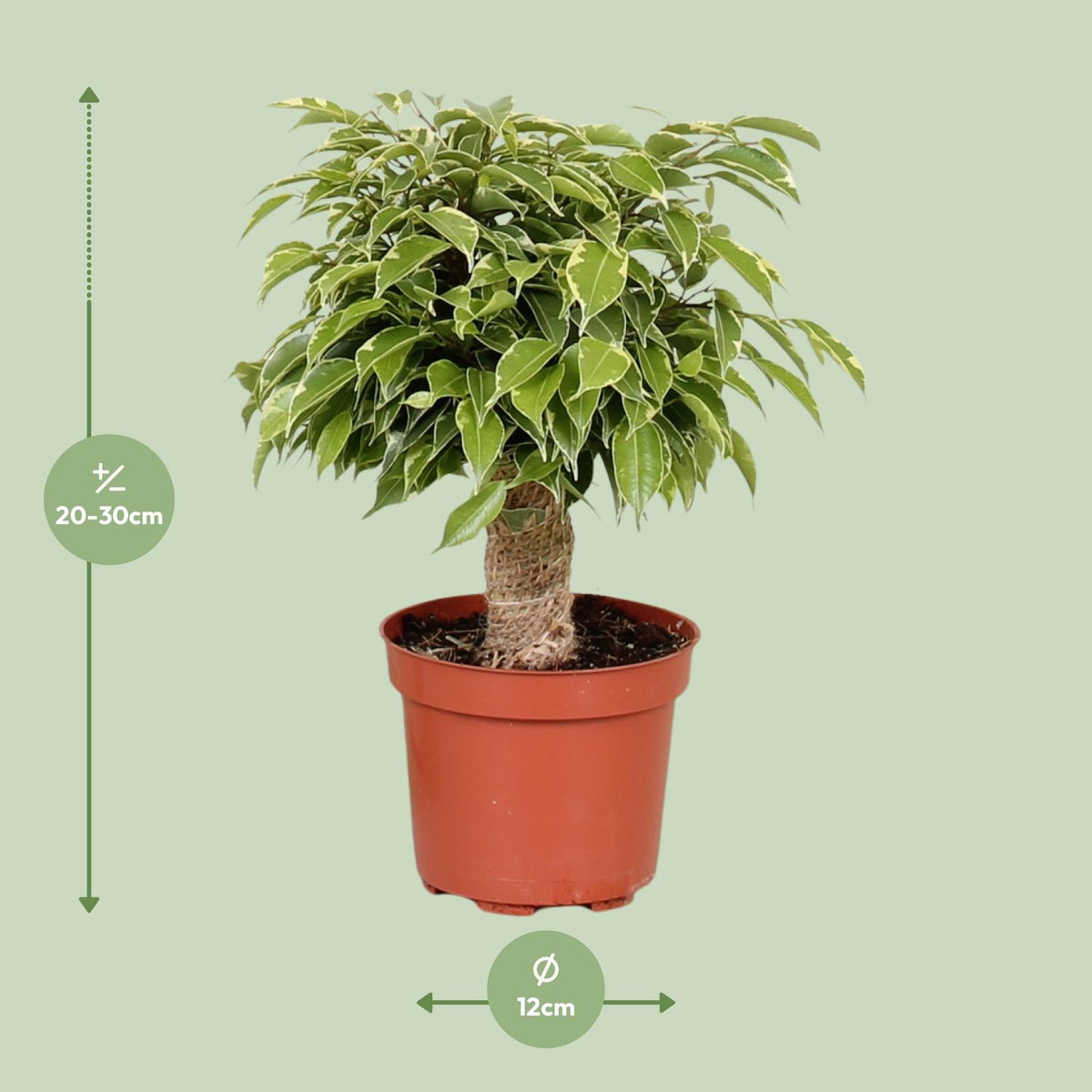 Detailfoto van Ficus Benjamina Kinky