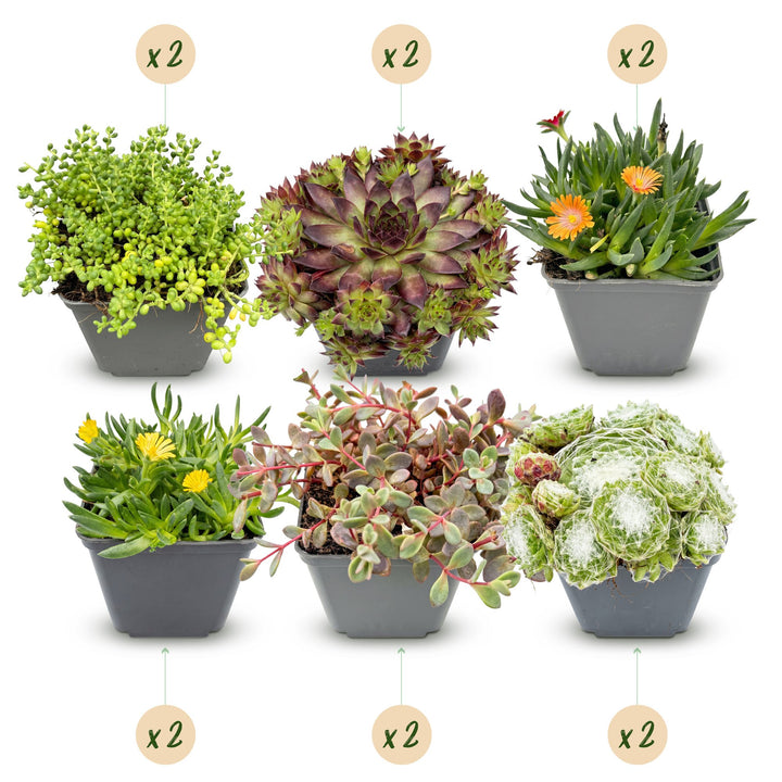 12x - Alpine mix - Ø7cm - ↕10-12cm