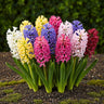 Hyacinth mix