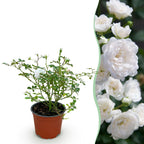Bodembedekkende roos White Fairy, witte bloemen, sterke plant