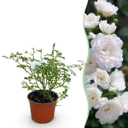 Bodembedekkende roos White Fairy, witte bloemen, sterke plant