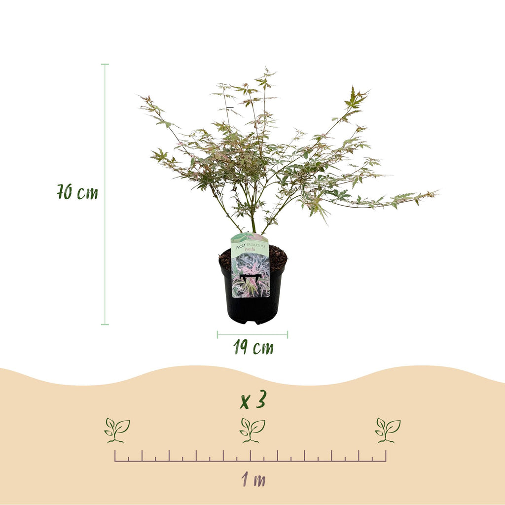 Japanse esdoorn Acer palmatum Iyoshi, groeiwijze van de plant