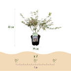Japanse esdoorn Acer palmatum Iyoshi, groeiwijze van de plant