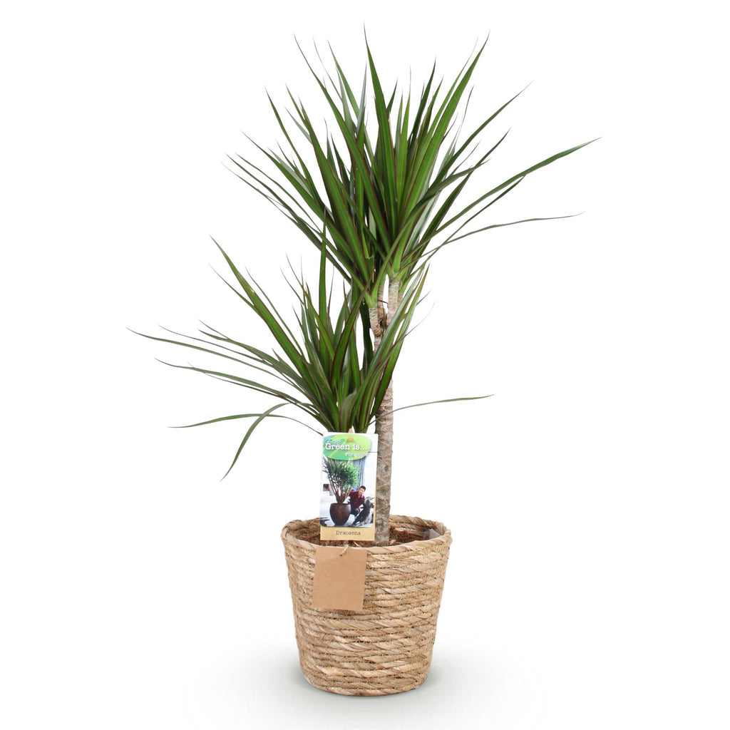 Dracaena Marginata, kenmerkend blad