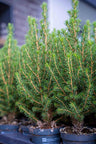 Mini-kerstboom Chamaecyparis