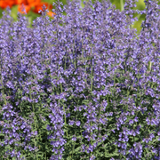 Nepeta &