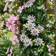 Klimplanten tricolor mix, bergclematis, passiebloem en sterjasmijn