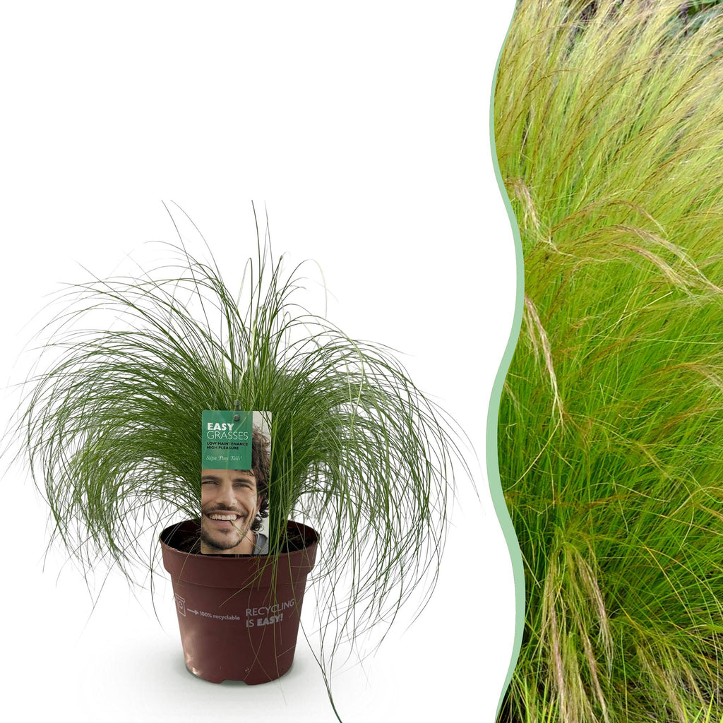 Stipa tenuifolia Pony Tails, detail van het blad