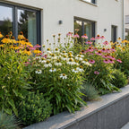 Zonnehoed Echinacea 'Tricolour', geel-roze-wit, plant in pot