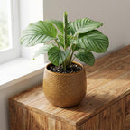 Pot Gabriel rond oker, detail van het blad