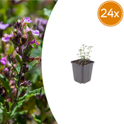 Teucrium lucidrys