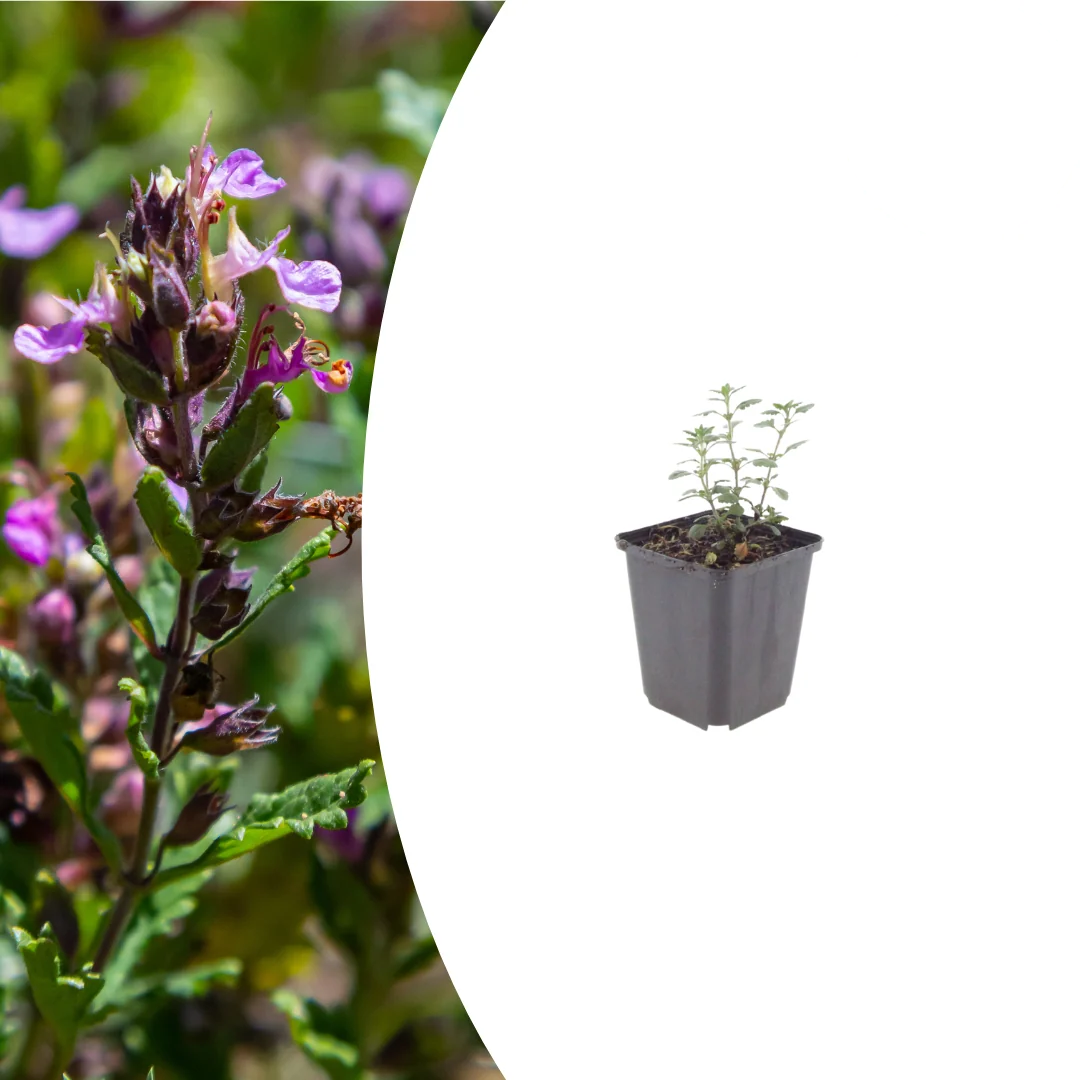 Teucrium lucidrys, gezonde plant