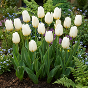 Triomftulp White bloembollen, wit, foto 2