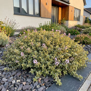 Thymus citr. Sambesi - Citroentijm - Geurend - Geel - 6 Planten