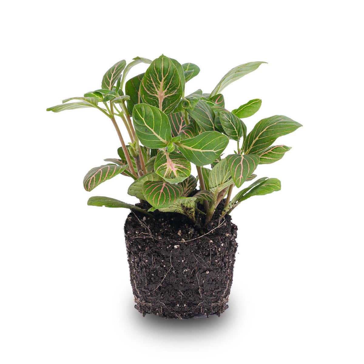 Fittonia 'Joly Josan', mozaïekplant groen met rode nerven, detail van het blad