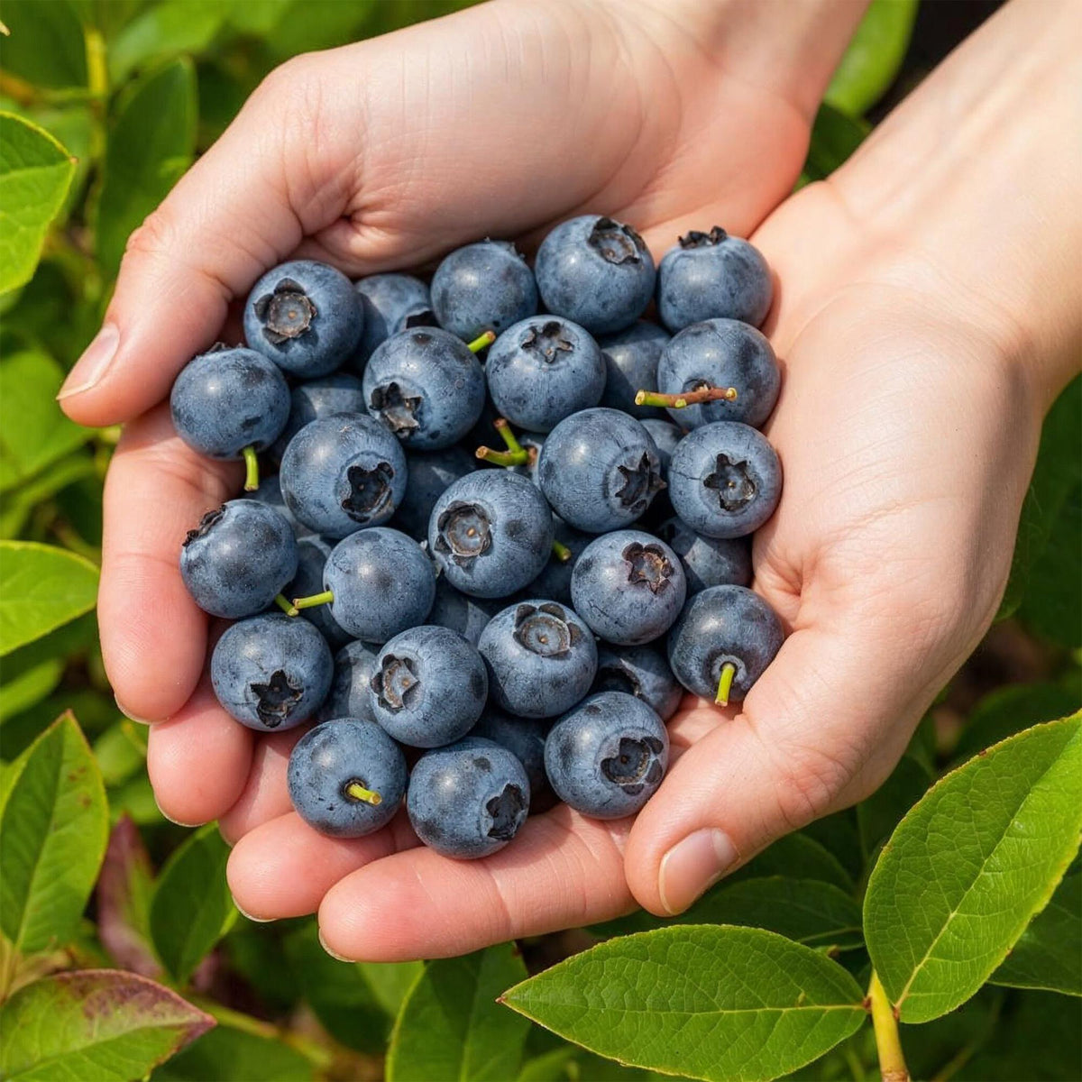 Blauwe bes Vaccinium corymbosum Northland, compacte plant
