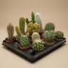Cactus Set van 12