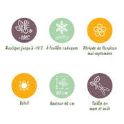 Lavandula ang. Hidcote - Lavendel - Geurend - Paars - 6 Planten