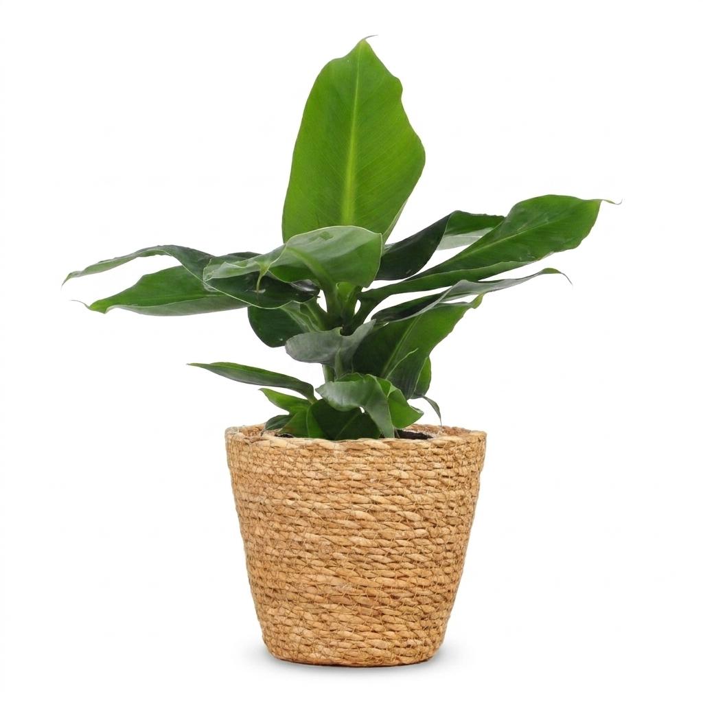 Musa Oriental Dwarf - Dwergbanaan met mand, tropische kamerplant
