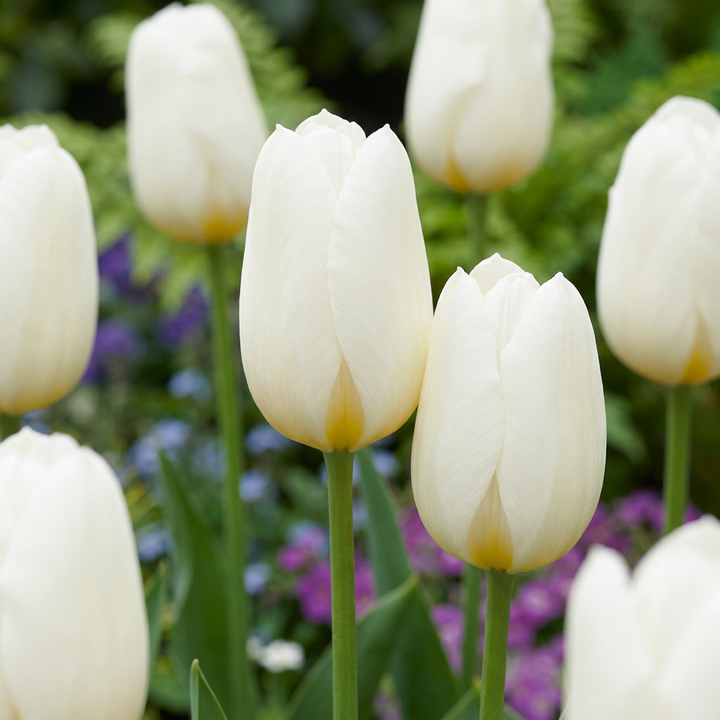 Triomftulp White bloembollen, wit
