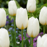 Triomftulp White bloembollen, wit