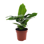 Detailfoto van Musa Oriental Dwarf
