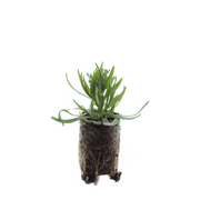 Lavendel Lavandula &