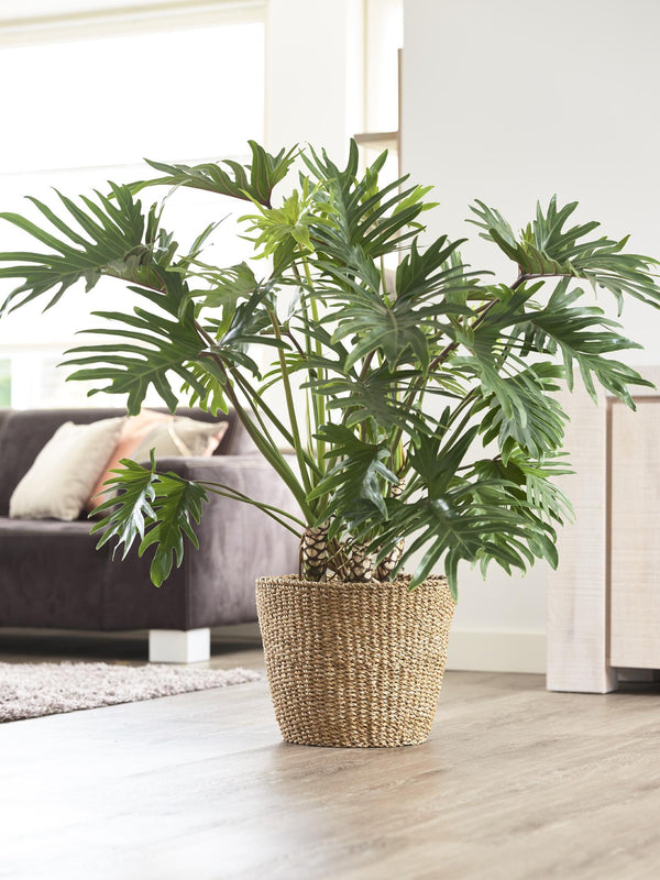 Mand - Lichtbruin - Jip naturel - XL