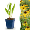 Echinacea paradoxa - Zonnehoed - Geel - 6 Planten