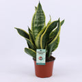 Sansevieria Futura Superba, plant in pot