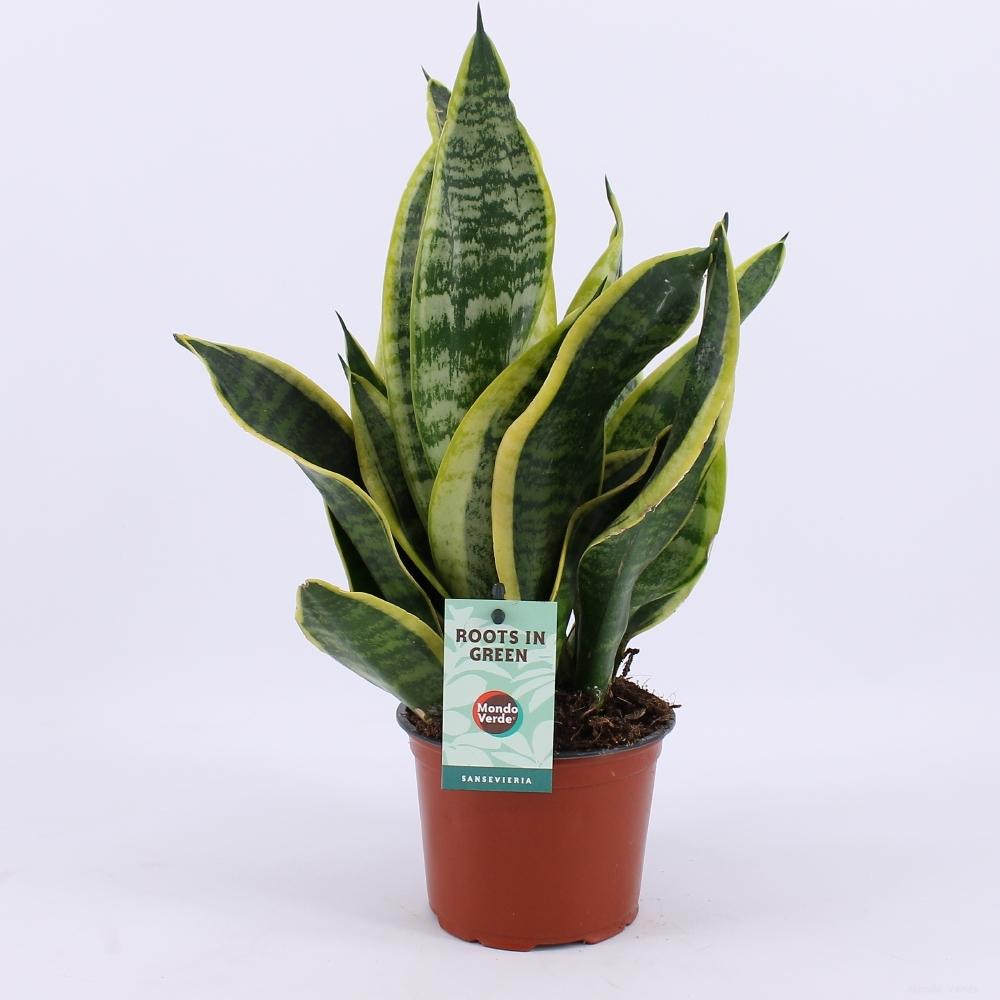 Sansevieria Futura Superba, plant in pot