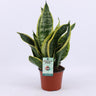 Sansevieria Futura Superba