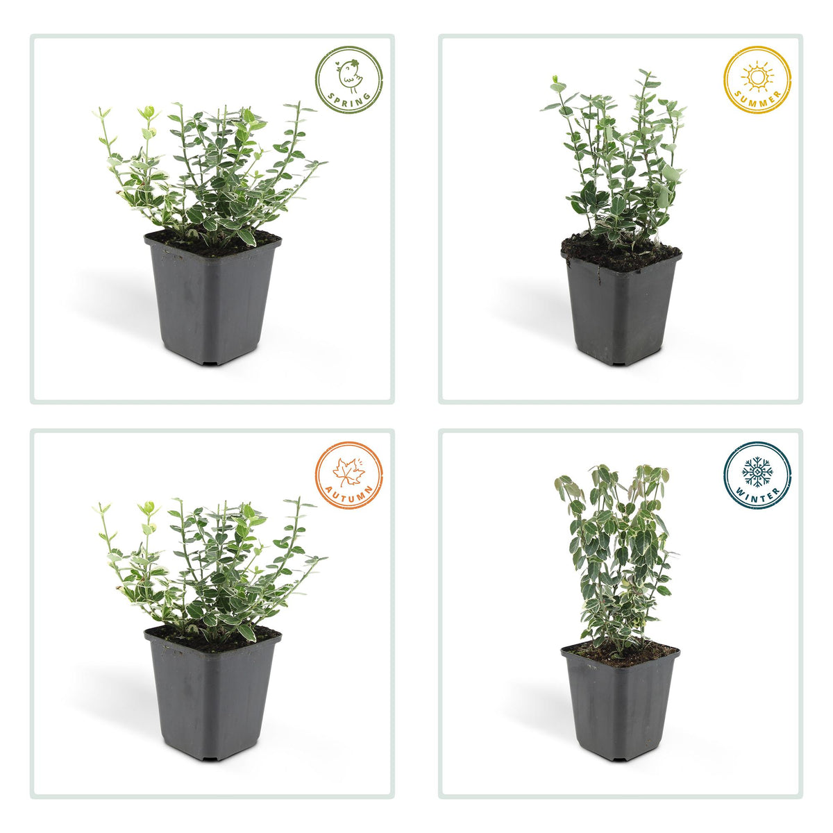 Productafbeelding van Pureplant