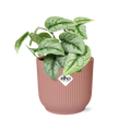Productfoto van Scindapsus Pictus ‘Trebie’ in ELHO Vibes Fold 14cm roze