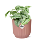 Productfoto van Scindapsus Pictus ‘Trebie’ in ELHO Vibes Fold 14cm roze