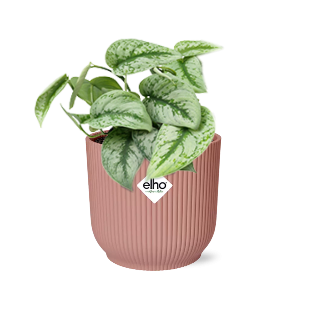 Productfoto van Scindapsus Pictus ‘Trebie’ in ELHO Vibes Fold 14cm roze