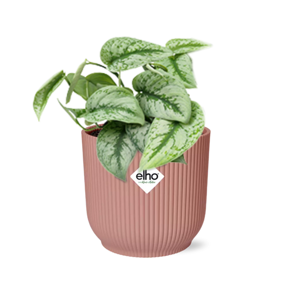 Scindapsus Pictus ‘Trebie’ in ELHO Vibes Fold 14cm roze