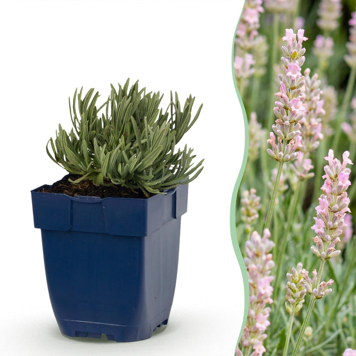 Lavandula ang. Rosea - Lavendel - Geurend - Roze - 6 Planten