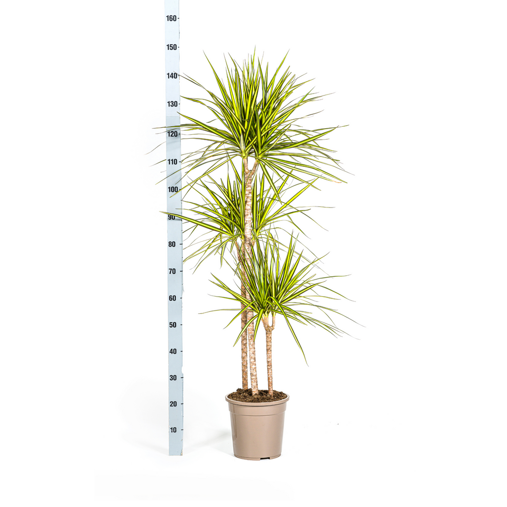 Dracaena Marginata Sunray, detail van het blad