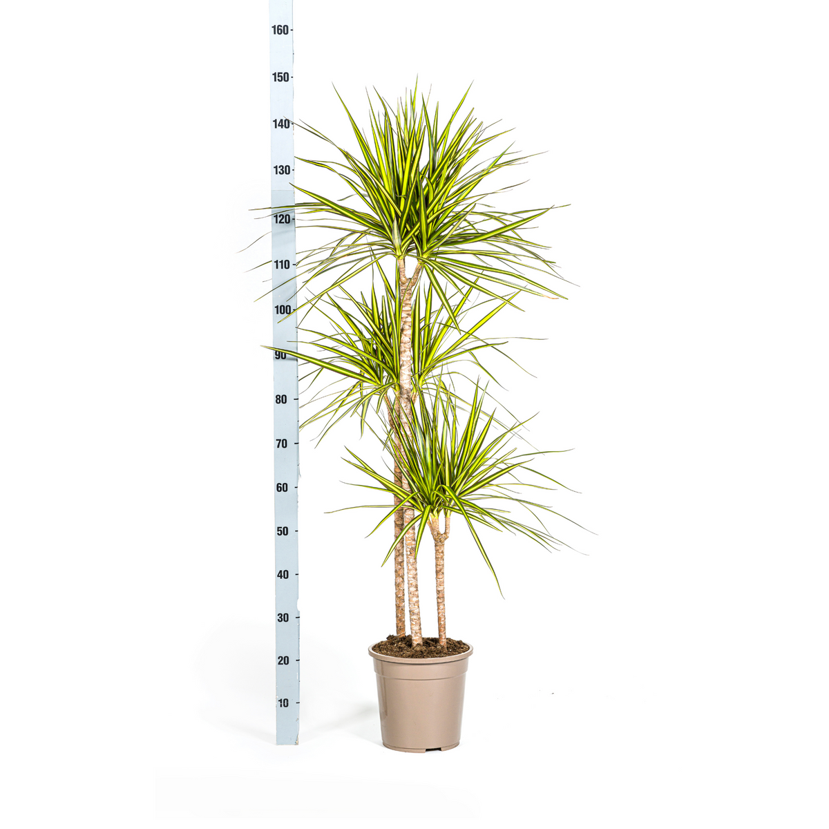 Dracaena Marginata Sunray, detail van het blad